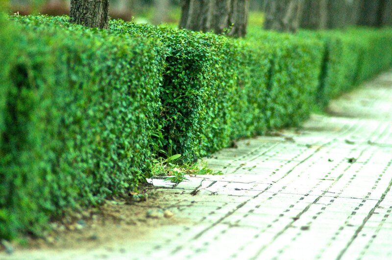 hedge-lined park path