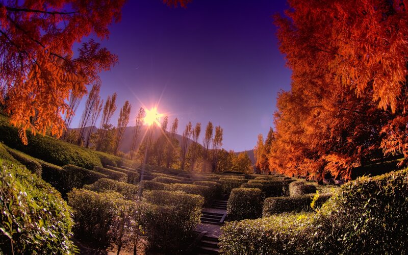 Hedge Maze at Sunset