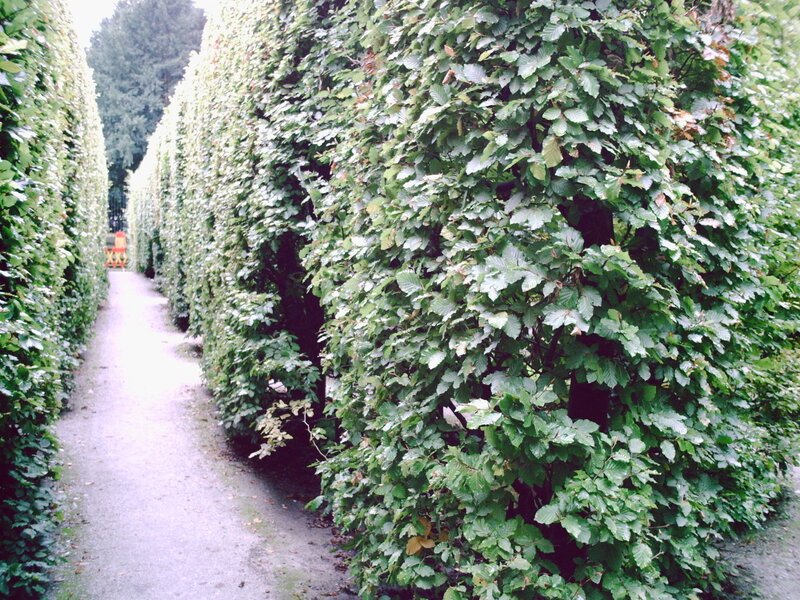 Hedge Maze Pathway