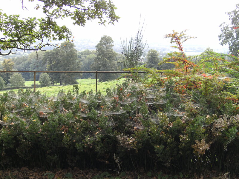 Hedge with Spiderwebs