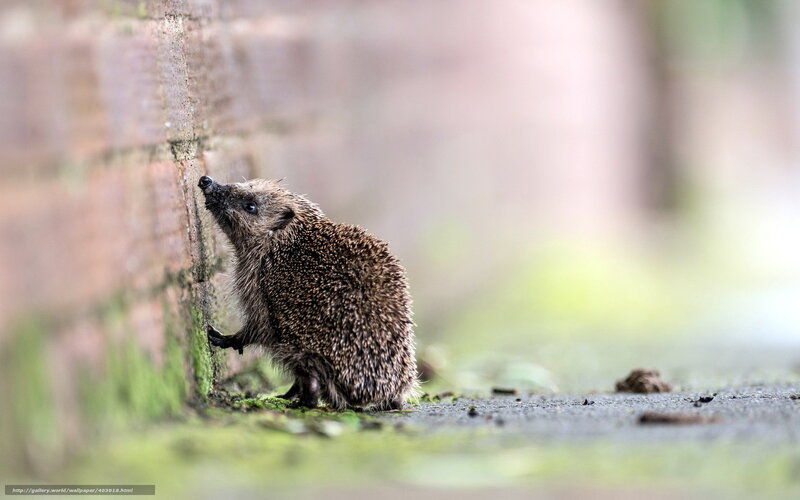Hedgehog Against Brick Wall