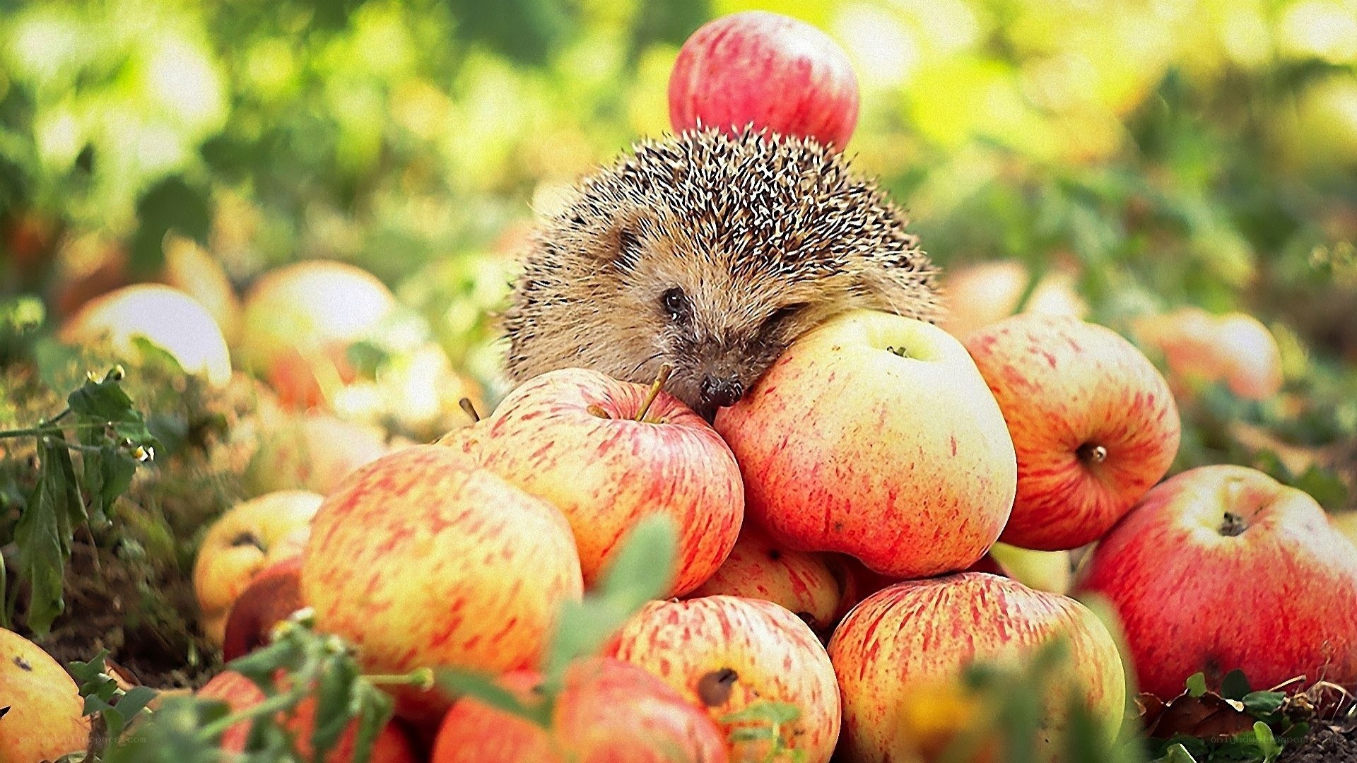 Hedgehog among apples