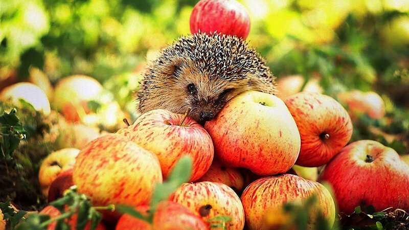 Hedgehog Among Apples — Red