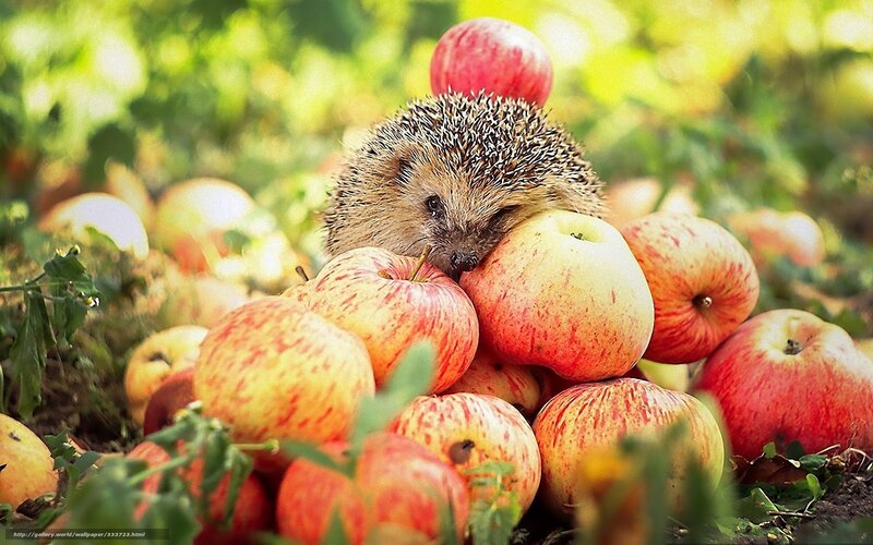 Hedgehog among apples