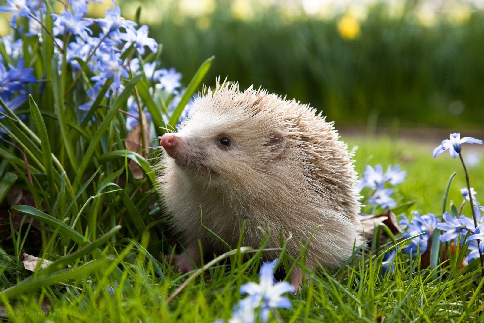 Hedgehog among blue flowers