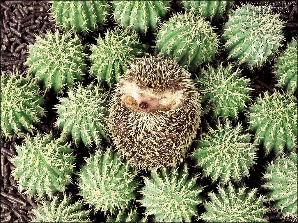 Hedgehog among cacti