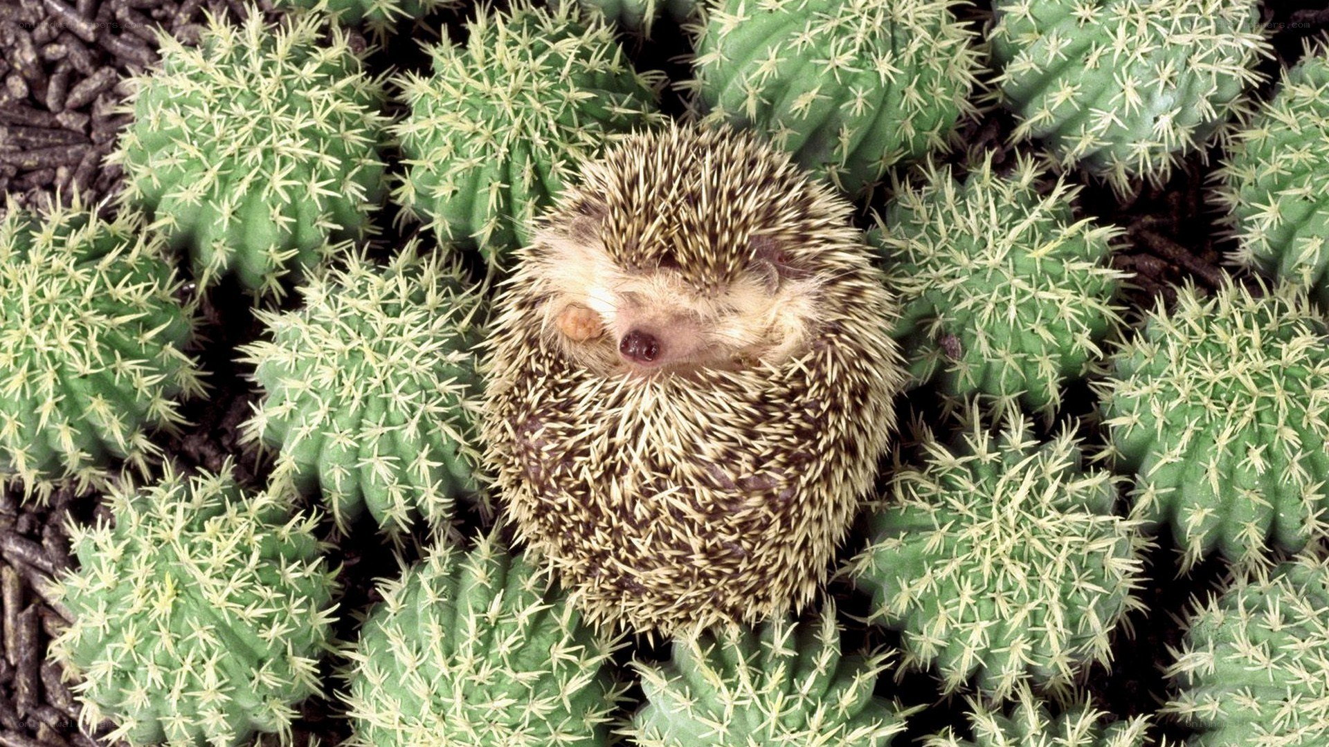 Hedgehog among cacti