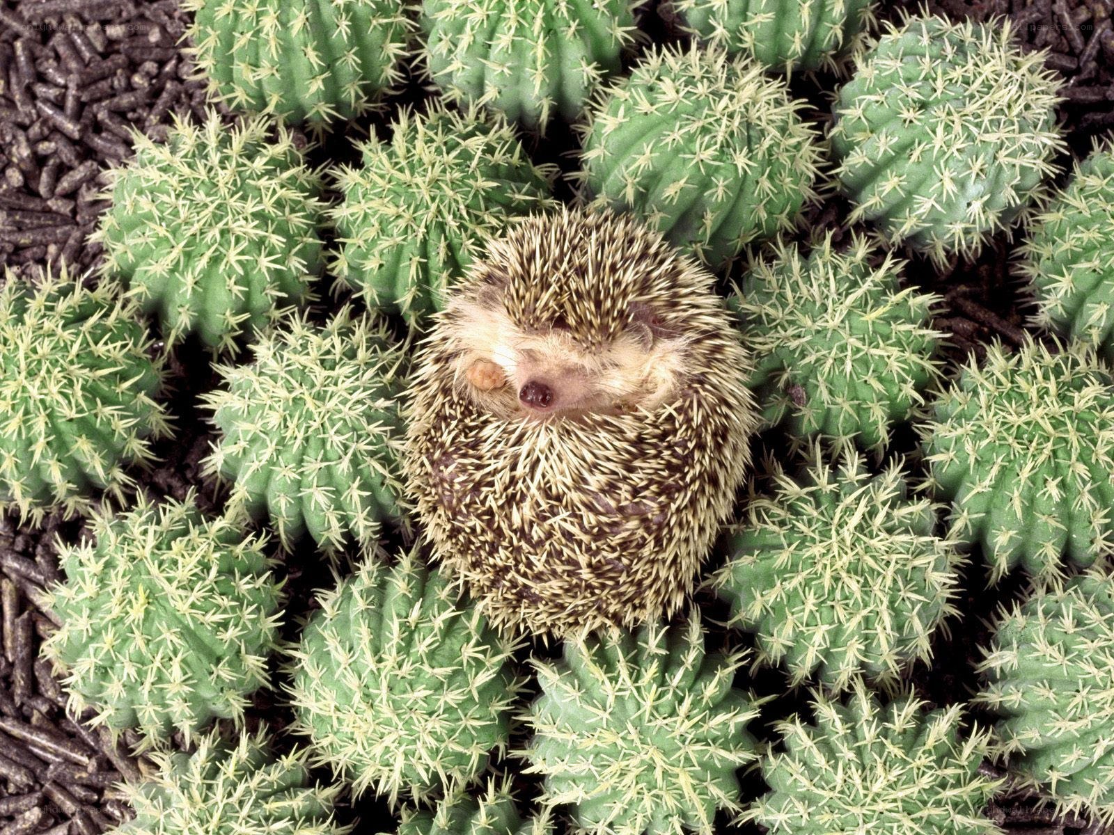 Hedgehog among cacti