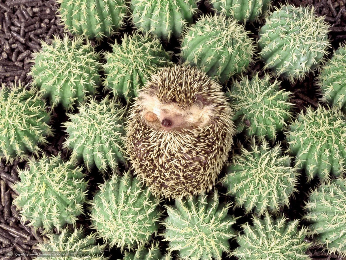 Hedgehog among cacti