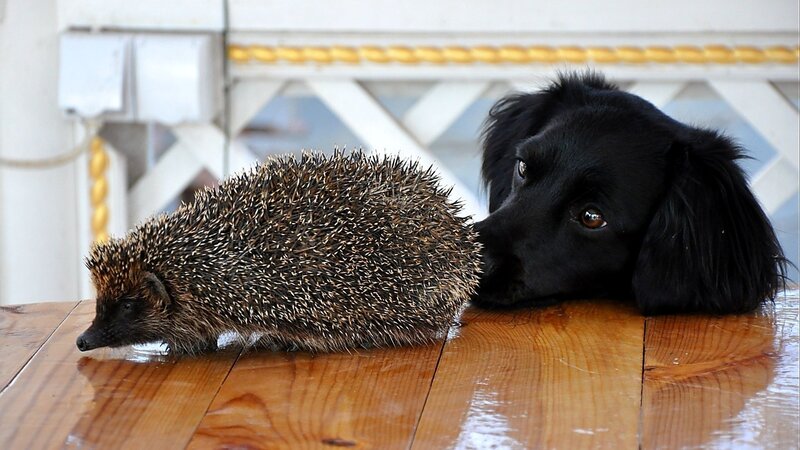 Hedgehog and Dog — Black