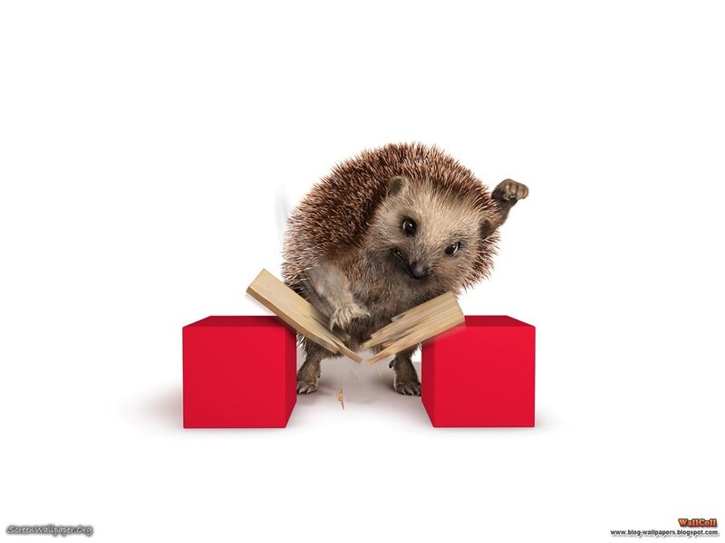 Hedgehog breaking wooden blocks