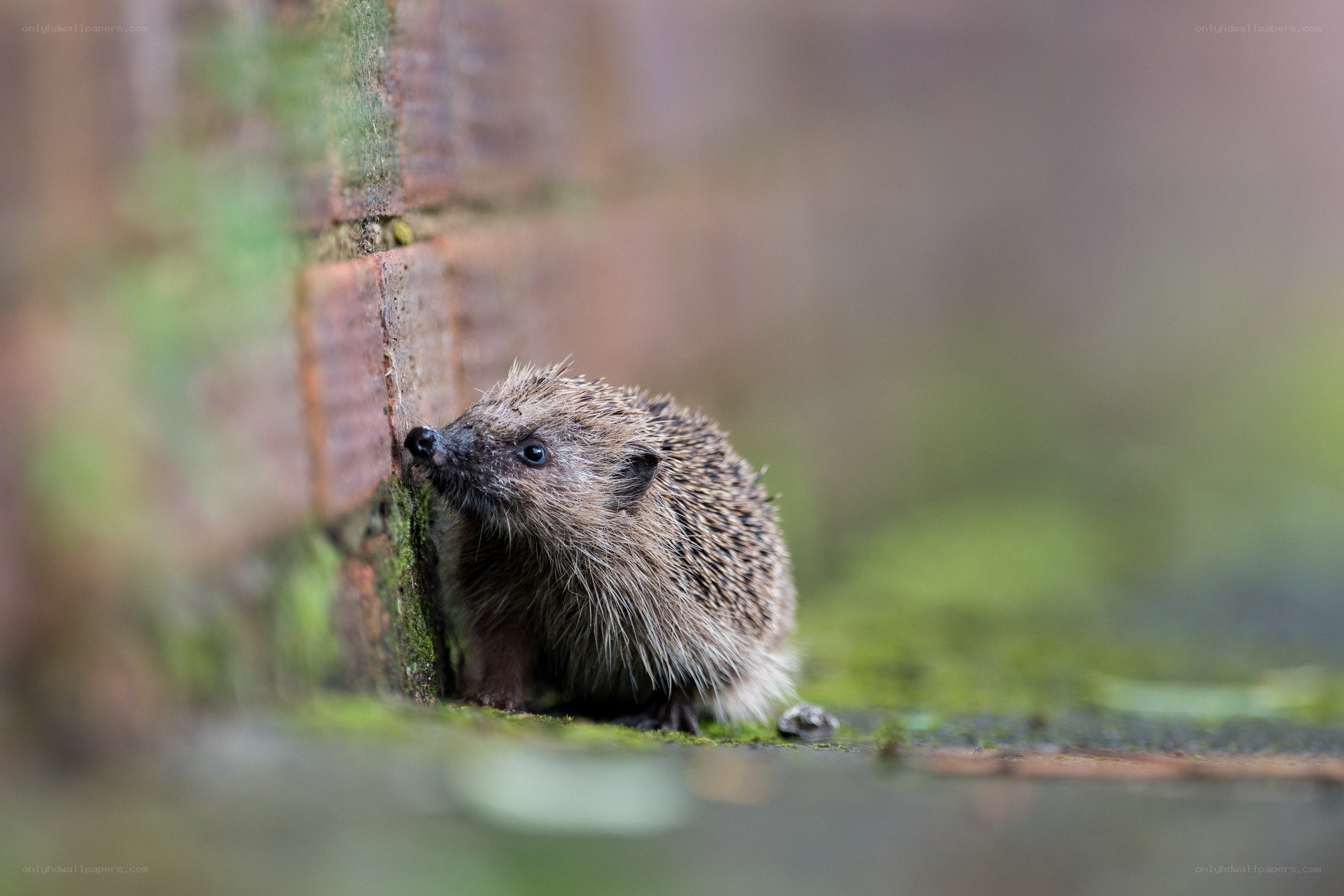 Hedgehog by a brick wall