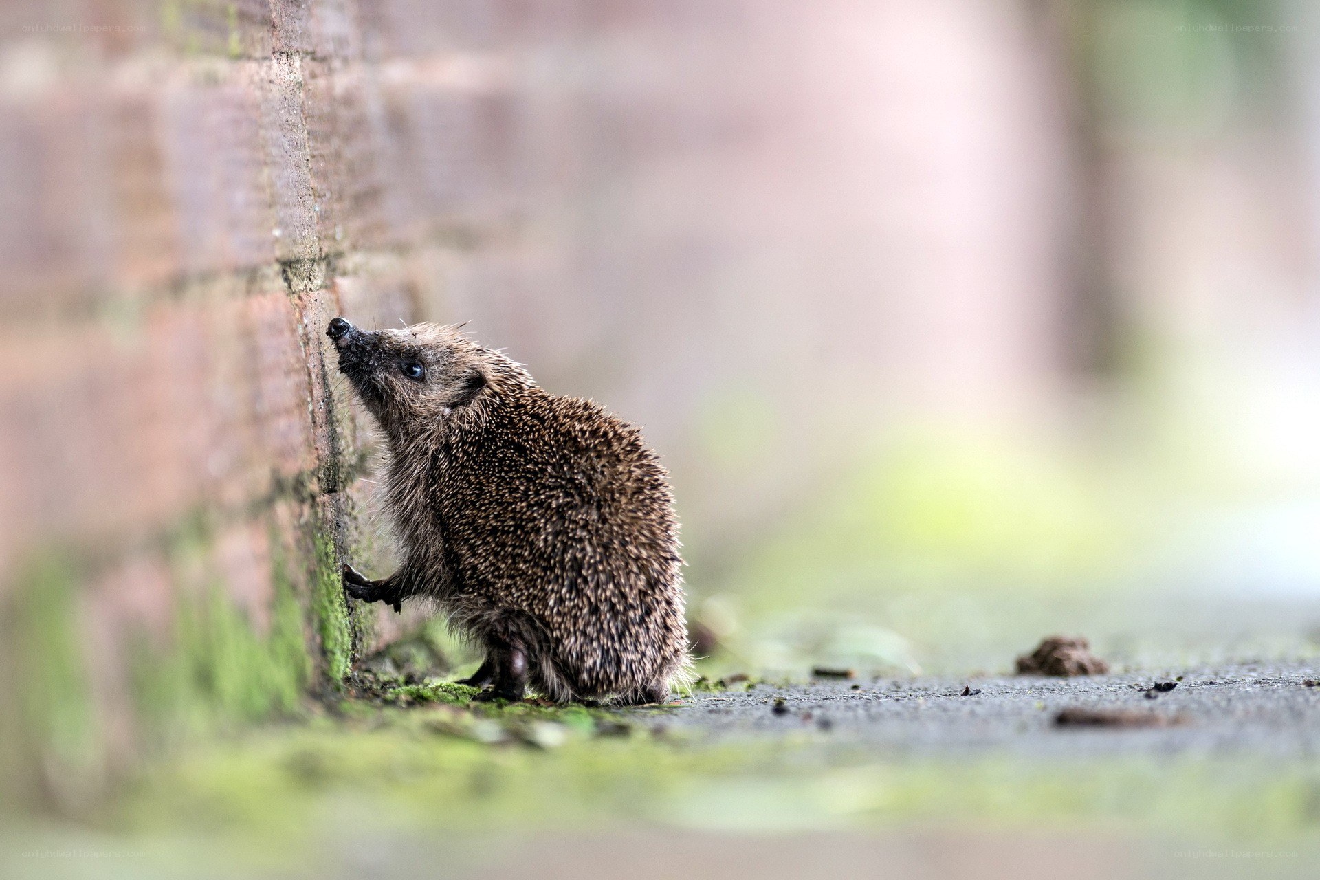 Hedgehog by a brick wall