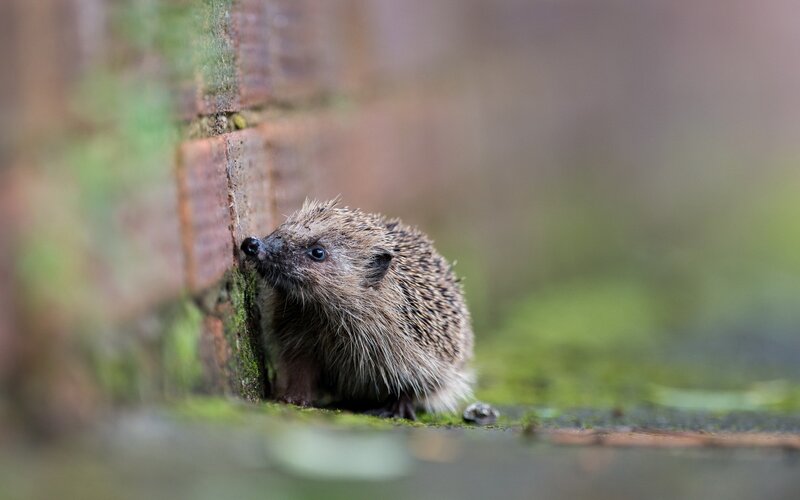 Hedgehog by a brick wall