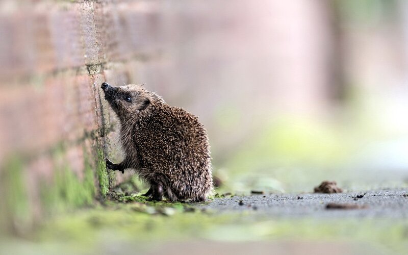 Hedgehog by Brick Wall — Brown