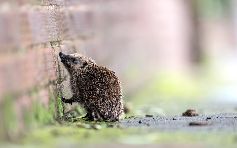hedgehog by brick wall