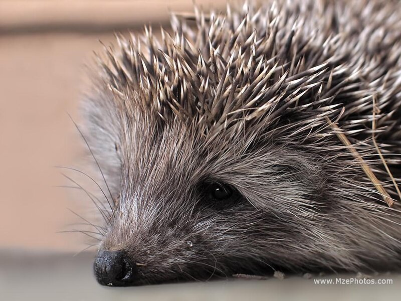 Hedgehog Close-up — Gray