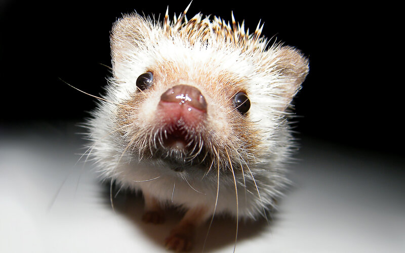 Hedgehog Close-up