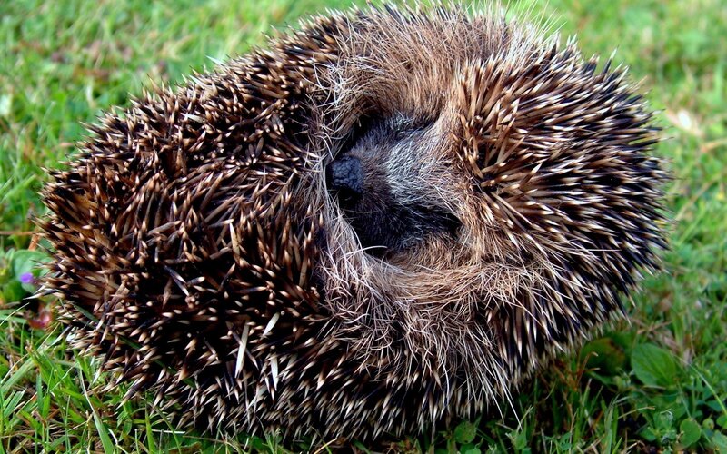 Hedgehog curled in grass