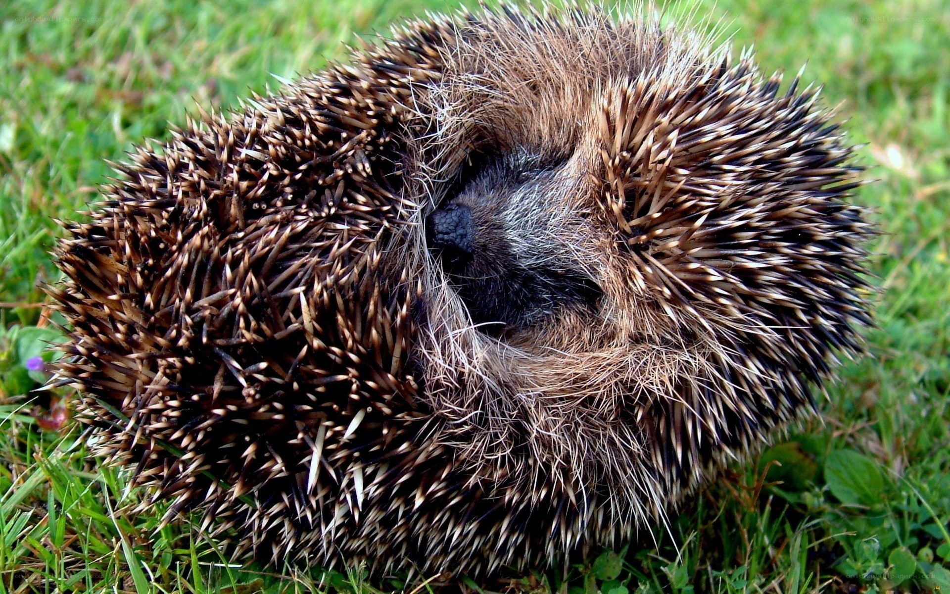 Hedgehog curled in grass