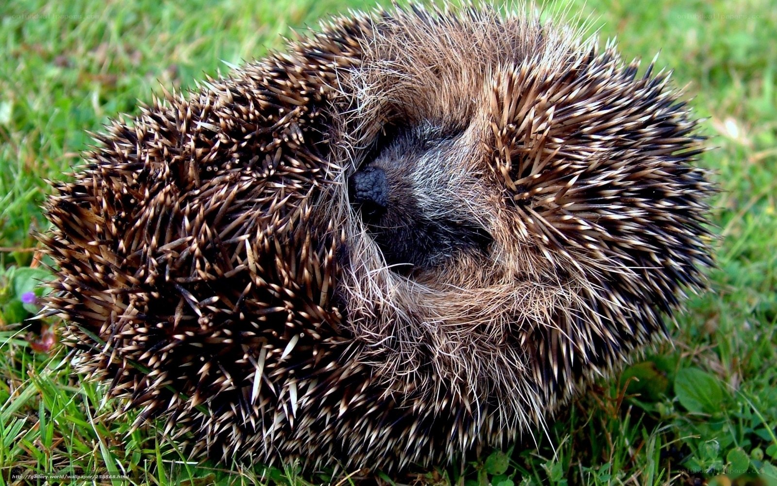 Hedgehog curled in grass