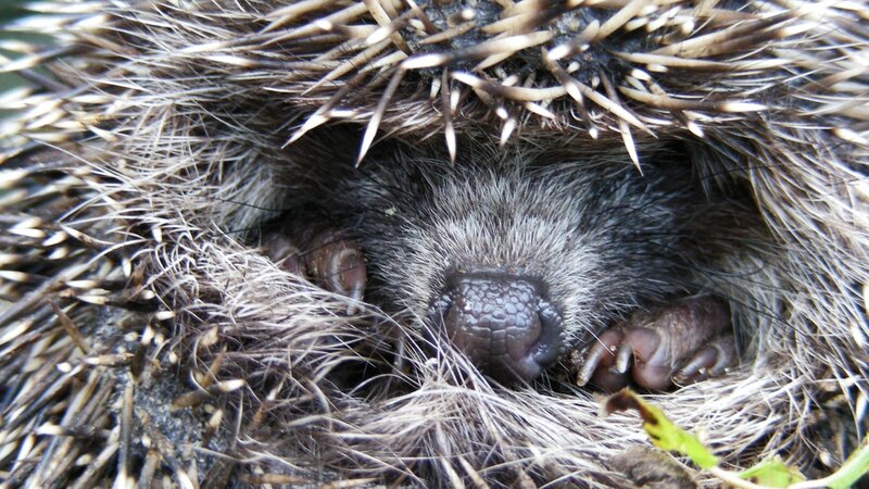 Hedgehog curled up for sleep