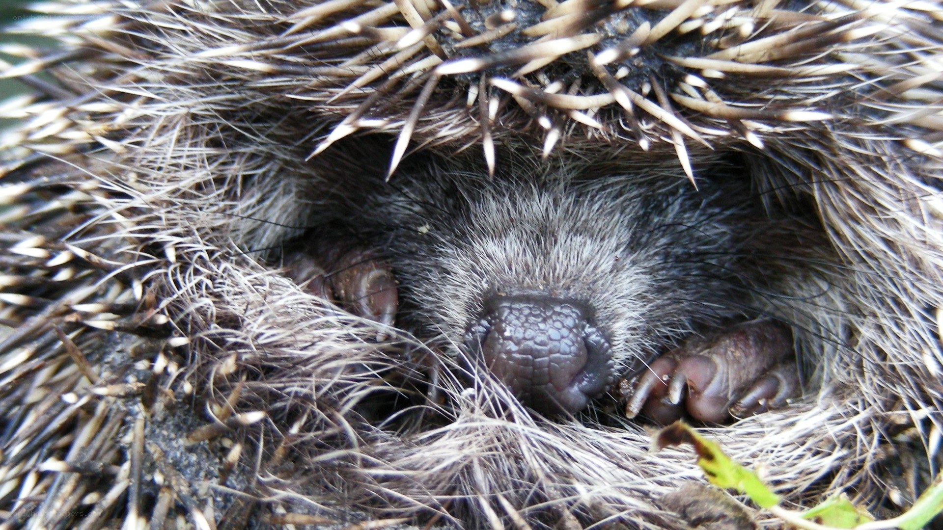 Hedgehog curled up for sleep