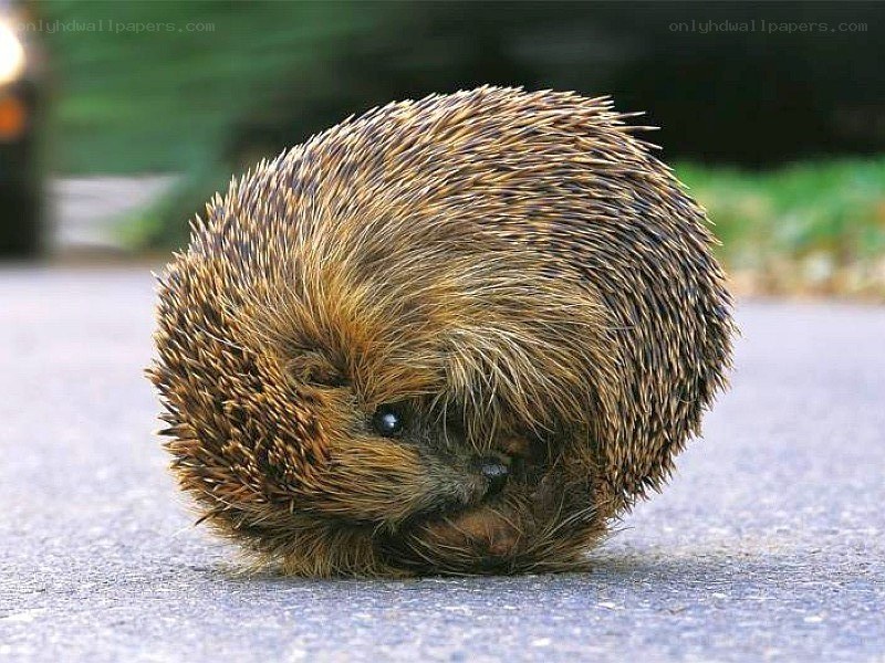 Hedgehog curled up on pavement