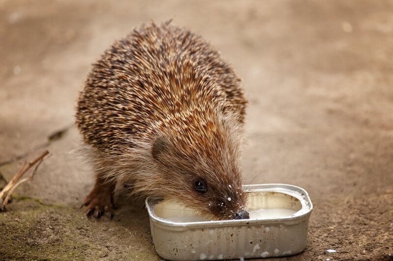 Hedgehog Drinking Milk — Brown
