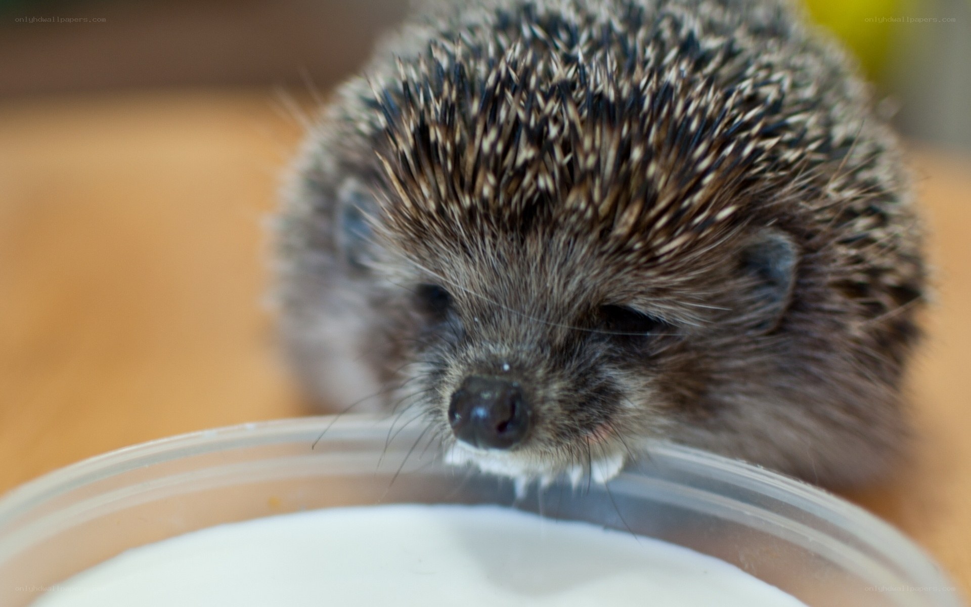hedgehog drinking milk
