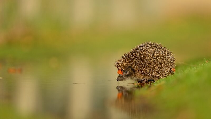 Hedgehog Drinking Water