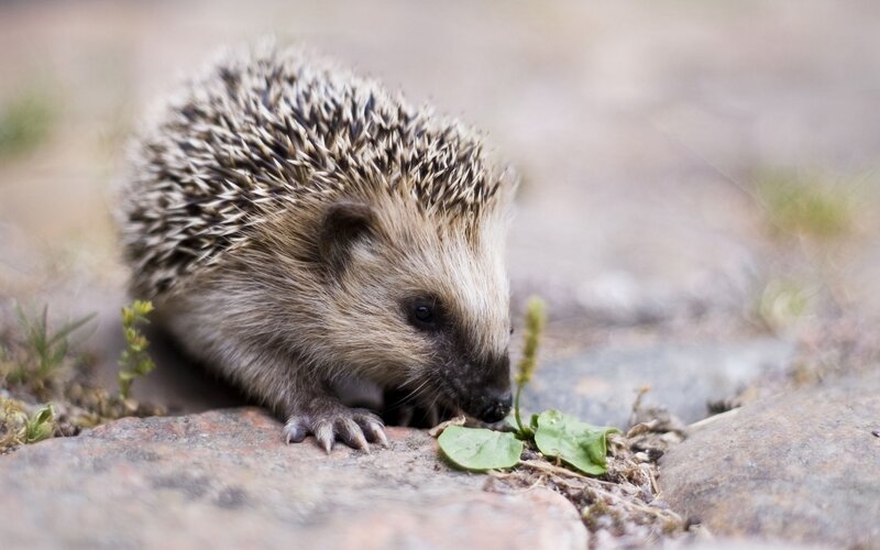 Hedgehog eating a leaf