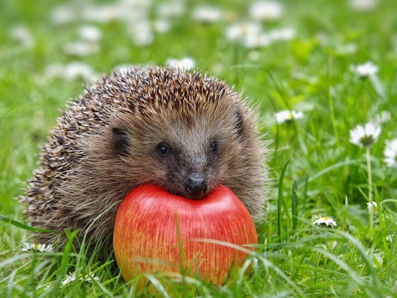 Hedgehog Eating Apple — Green