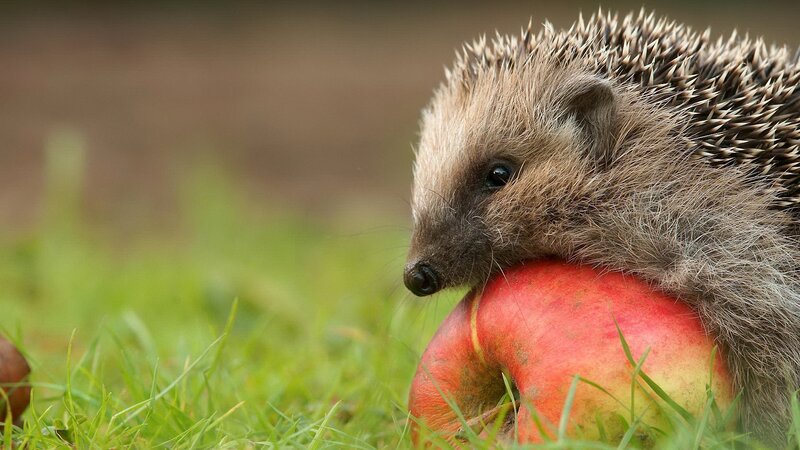 Hedgehog Eating Apple