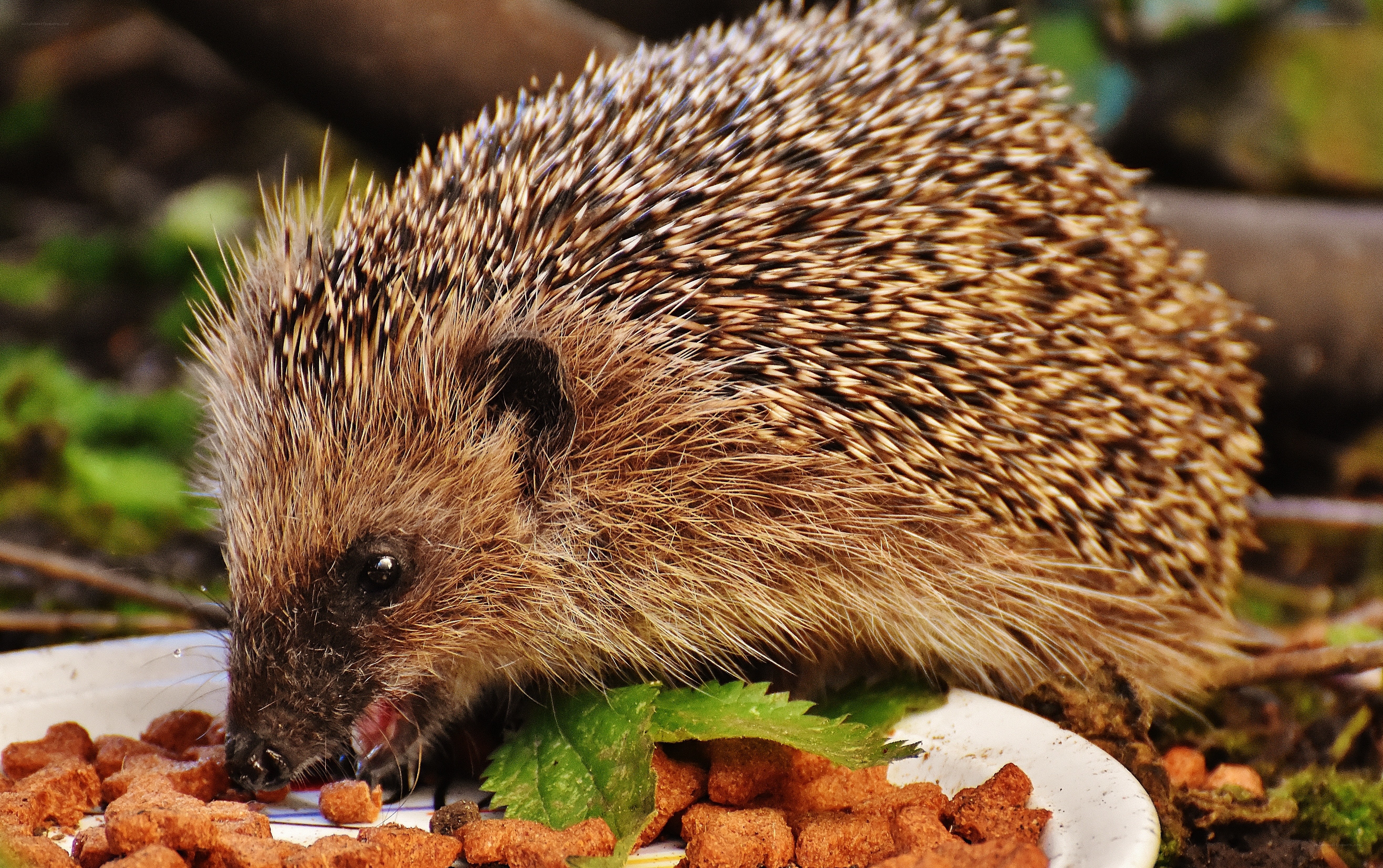 Hedgehog eating food