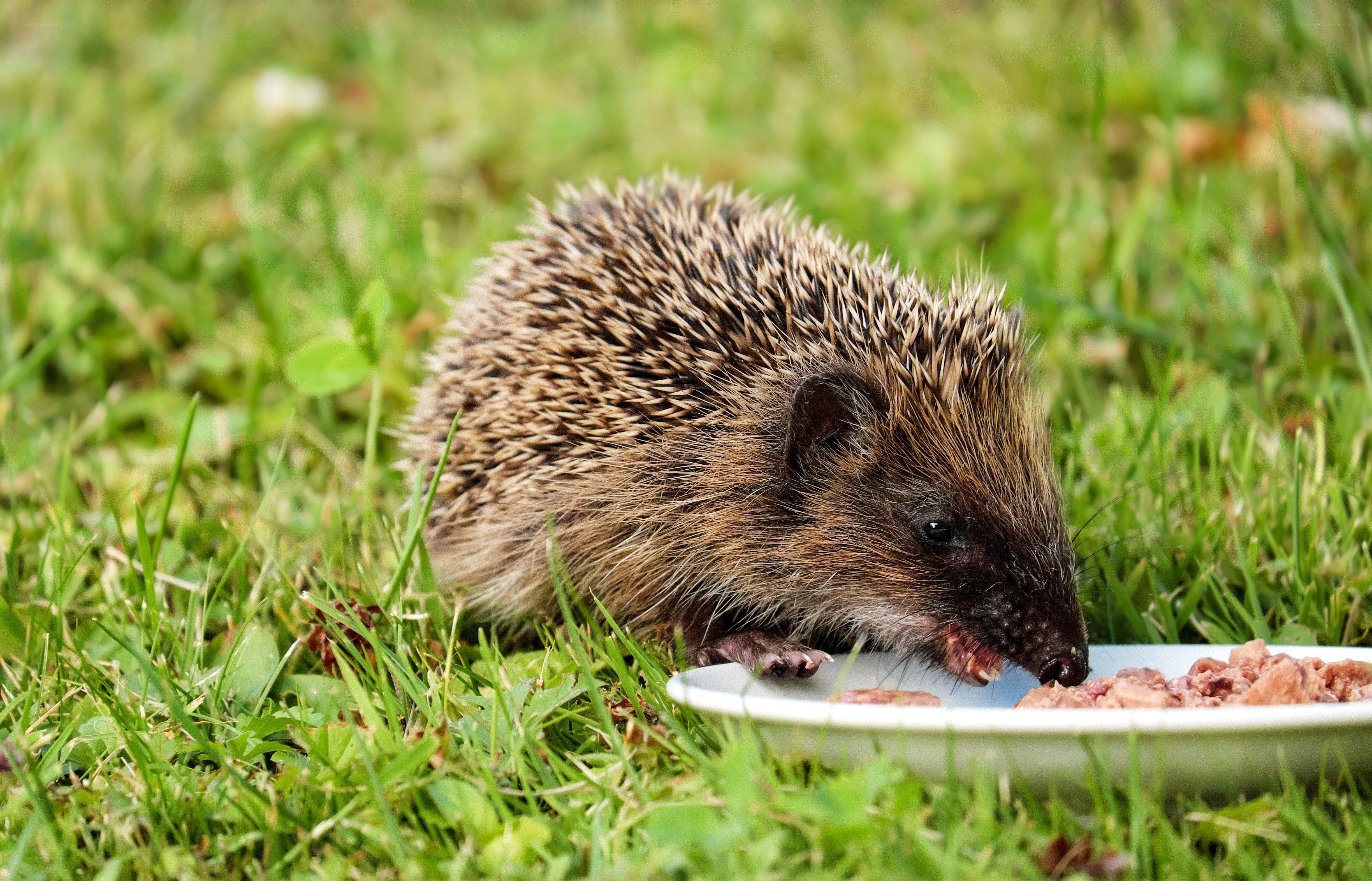 Hedgehog eating from a bowl