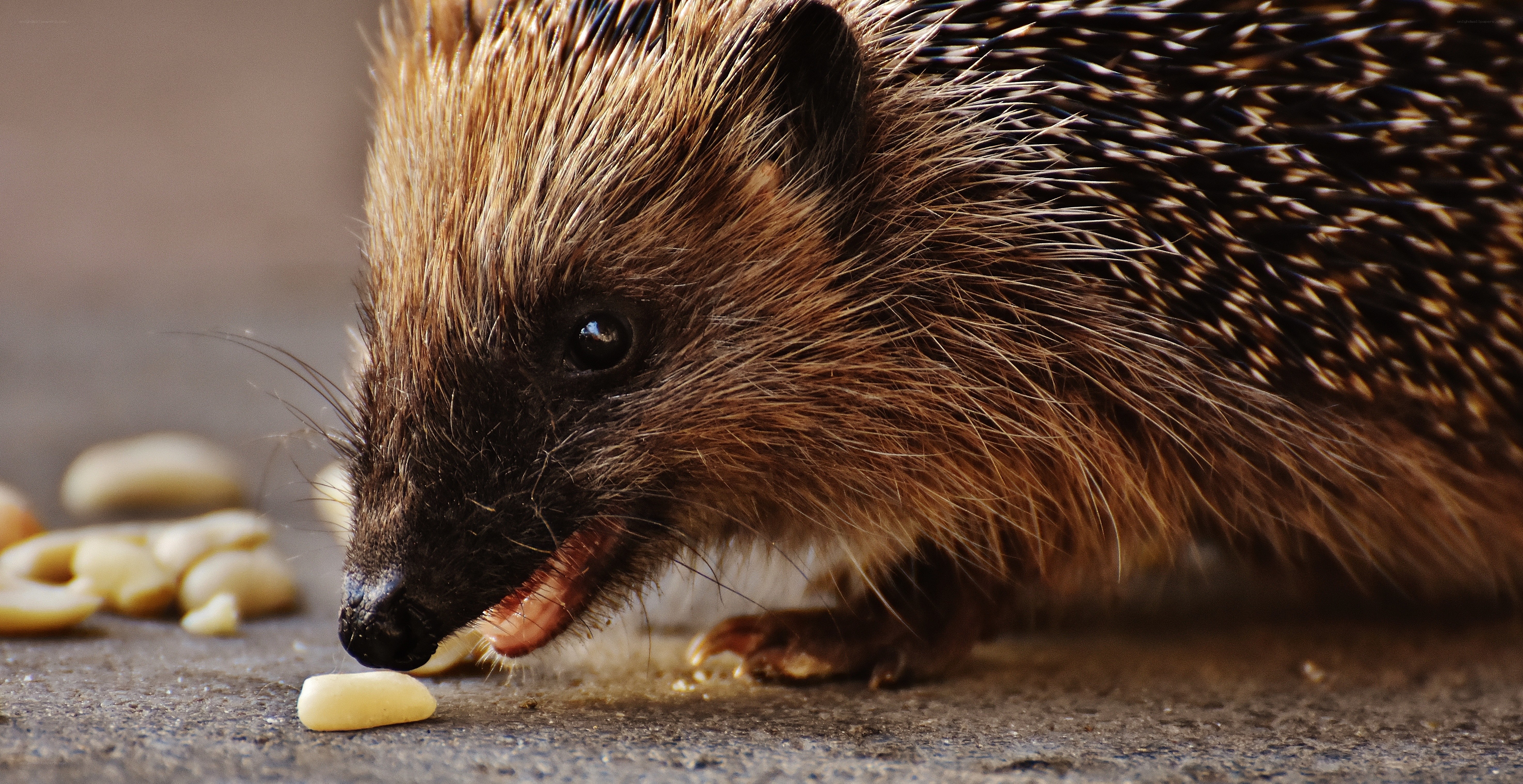 Hedgehog eating peanuts
