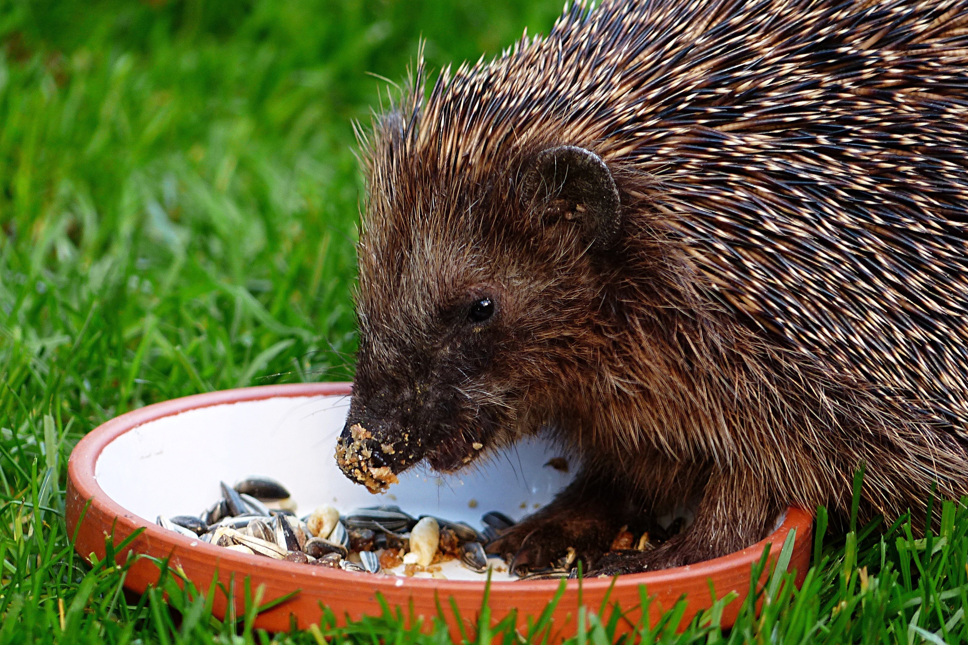 Hedgehog eating seeds