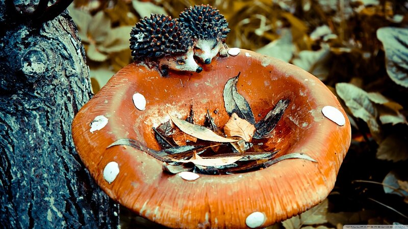 Hedgehog Figurines on Mushroom