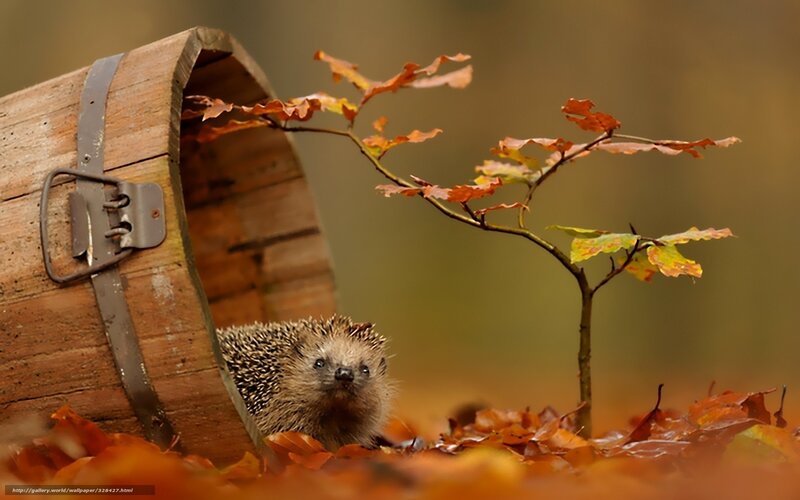 Hedgehog in a barrel