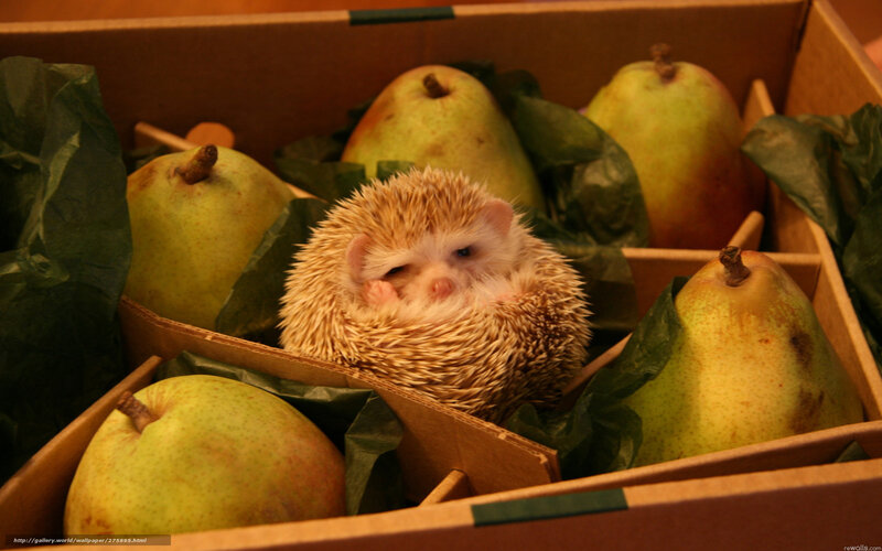 Hedgehog in a Box — Brown, Calm, Photograph