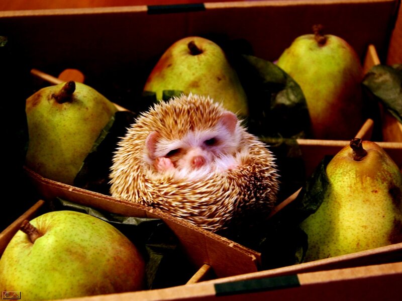 Hedgehog in a Box — Brown, Calm