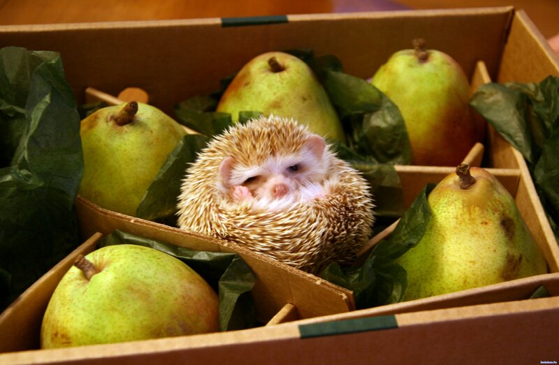 Hedgehog in a Box — Brown
