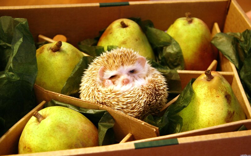 Hedgehog in a Box — Green