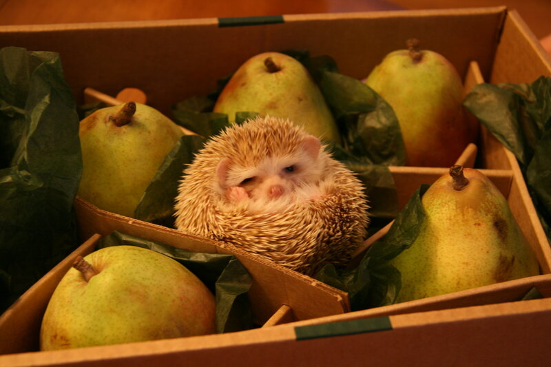 hedgehog in a box of pears