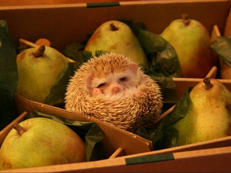 Hedgehog in a Box