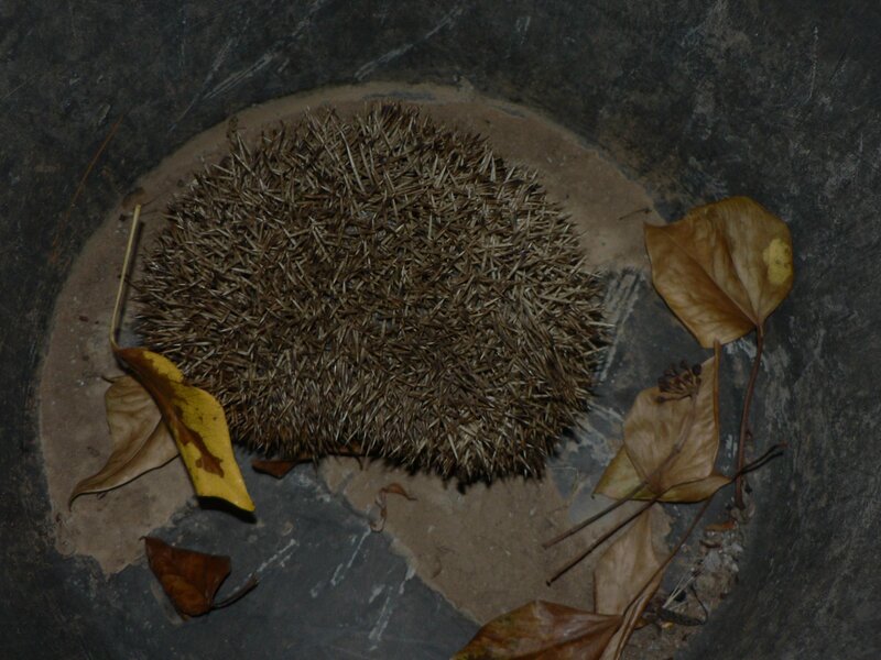 Hedgehog in a bucket