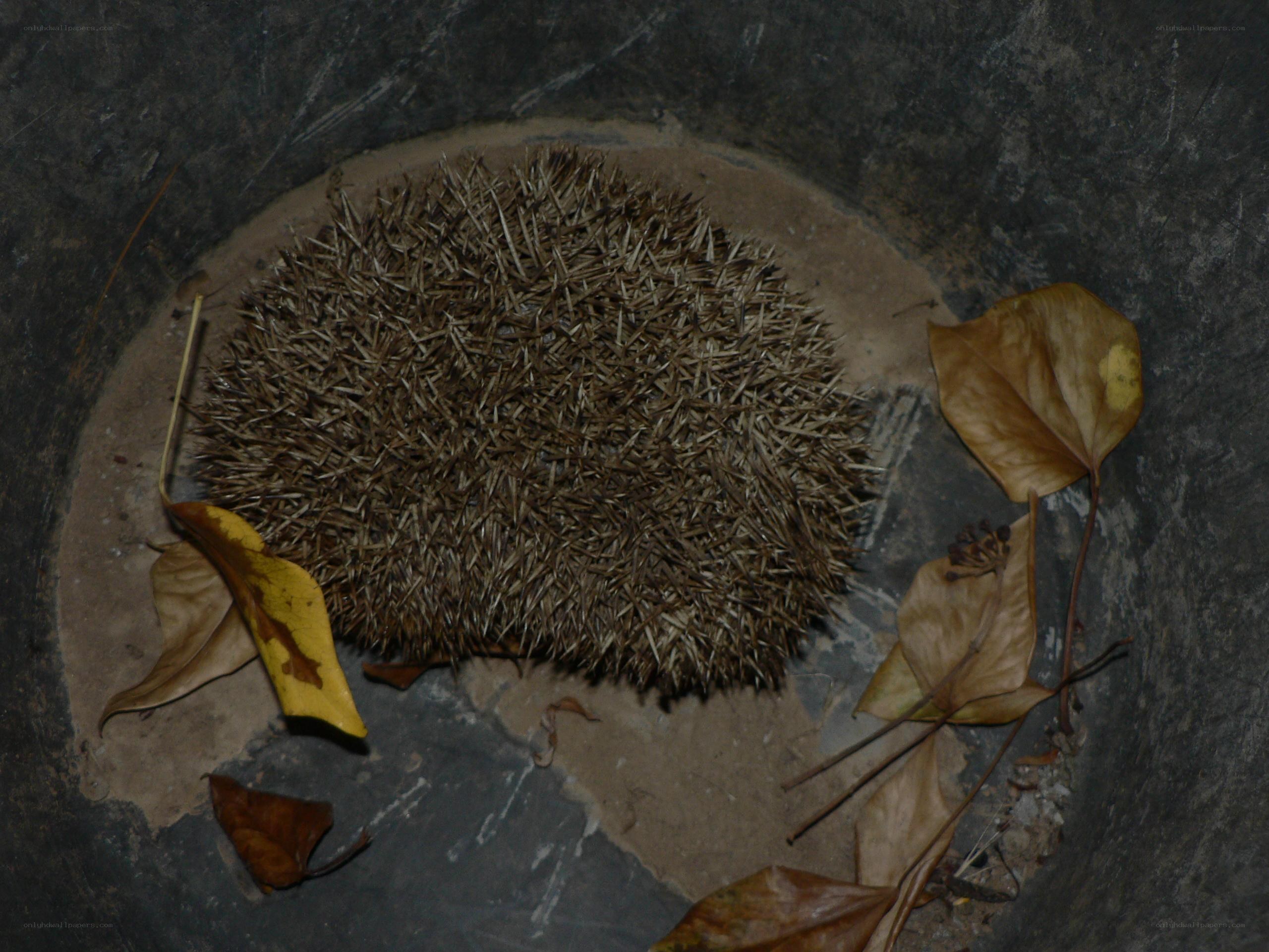Hedgehog in a bucket