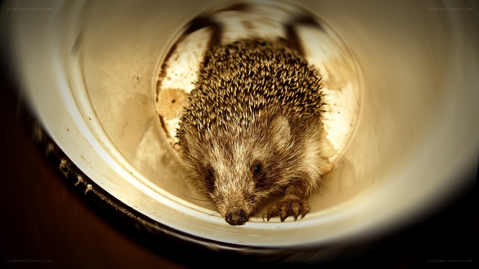 Hedgehog in a bucket