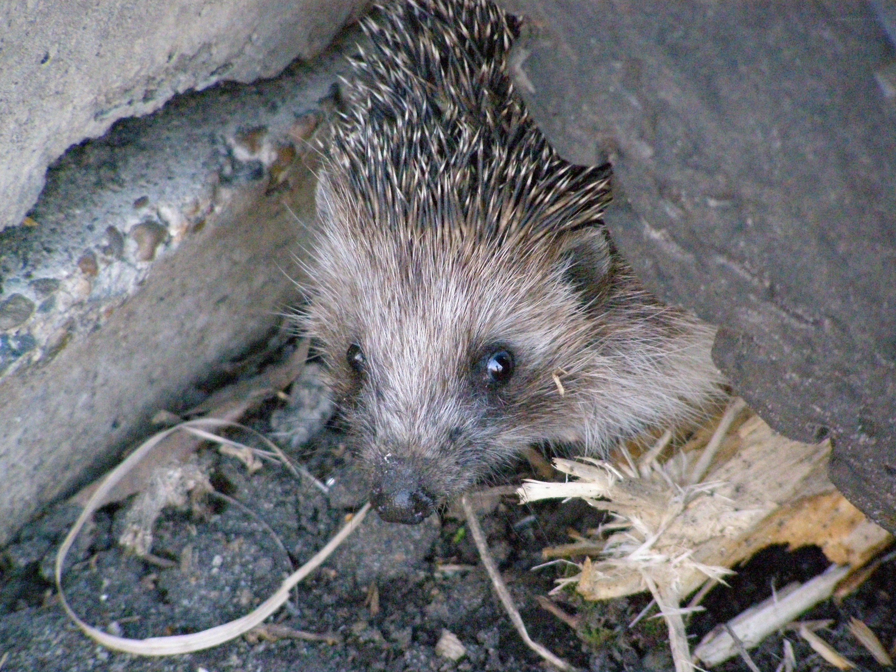 Hedgehog in a crevice